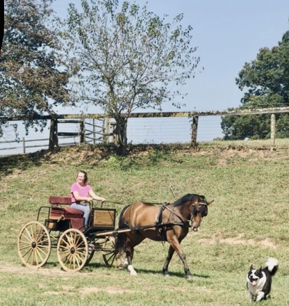 HorseID: 2311141 Kestrel - PhotoID: 1095937