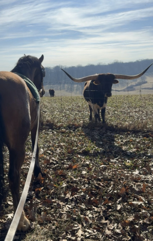 HorseID: 2311141 Kestrel - PhotoID: 1095938