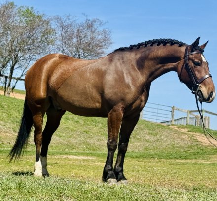 HorseID: 2311141 Kestrel - PhotoID: 1095938