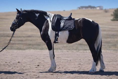 HorseID: 2311142 Belissima - PhotoID: 1095939