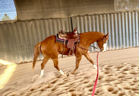 HorseID: 2311145 Heza Big Cool Secret - PhotoID: 1095953