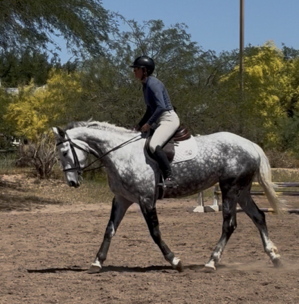 HorseID: 2311151 Bossy Blue Lass - PhotoID: 1095965