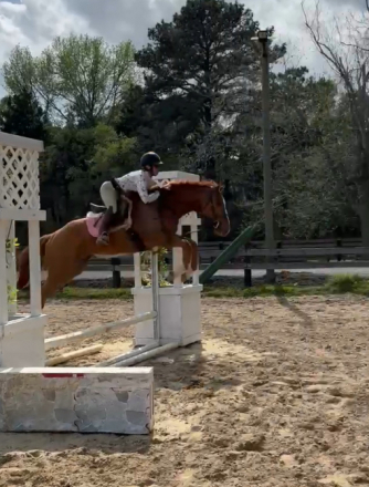 HorseID: 2311153 Yancey - PhotoID: 1095966