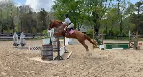 HorseID: 2311153 Yancey - PhotoID: 1096006