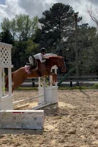 HorseID: 2311153 Yancey - PhotoID: 1096007