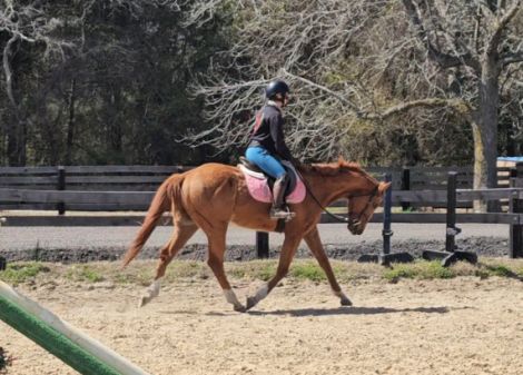 HorseID: 2311153 Yancey - PhotoID: 1096008