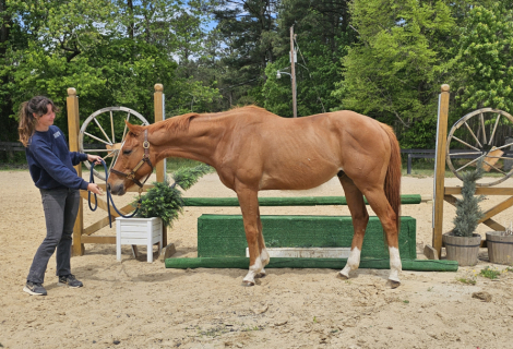 HorseID: 2311153 Yancey - PhotoID: 1096006
