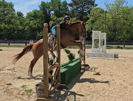 HorseID: 2311153 Yancey - PhotoID: 1096007