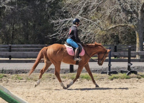 HorseID: 2311153 Yancey - PhotoID: 1096008