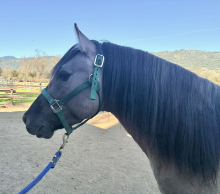 HorseID: 2311154 Fierro De Dble L - PhotoID: 1095967