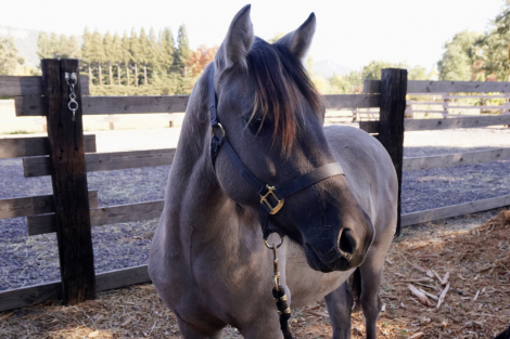 HorseID: 2311154 Fierro De Dble L - PhotoID: 1095969