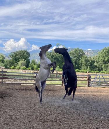 HorseID: 2311154 Fierro De Dble L - PhotoID: 1095971