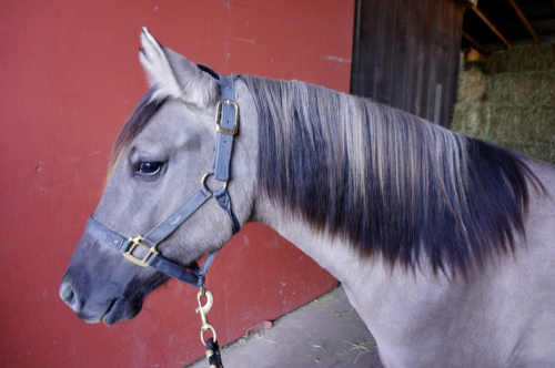 HorseID: 2311154 Fierro De Dble L - PhotoID: 1095972