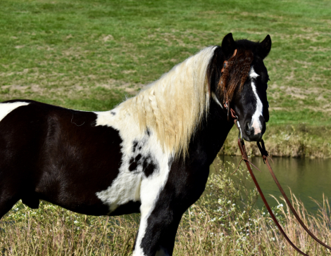 HorseID: 2311155 Bruiser - PhotoID: 1095974