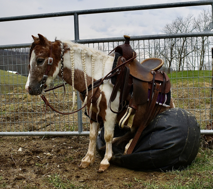 HorseID: 2311156 Roscoe - PhotoID: 1095973