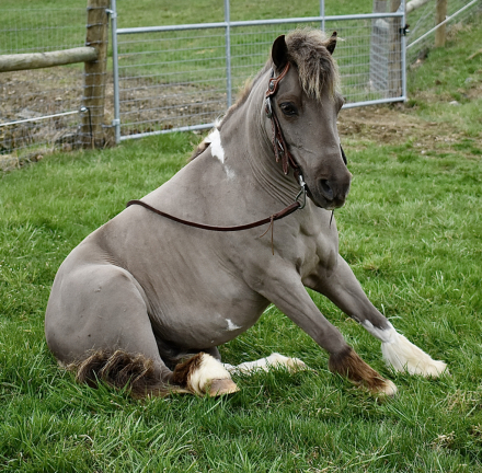 HorseID: 2311158 Theo - PhotoID: 1095975