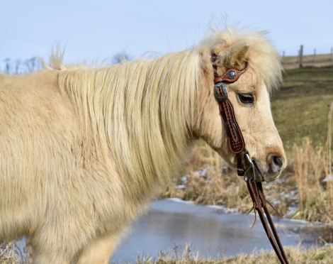 HorseID: 2311159 Twinkie - PhotoID: 1096418