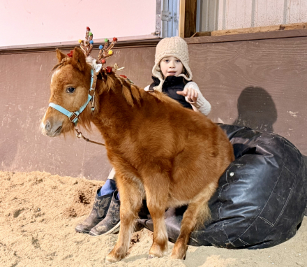 HorseID: 2311160 Kit Kat - PhotoID: 1095976