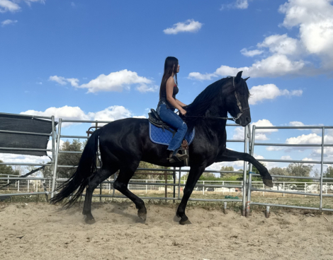 HorseID: 2311168 Troy - PhotoID: 1095980