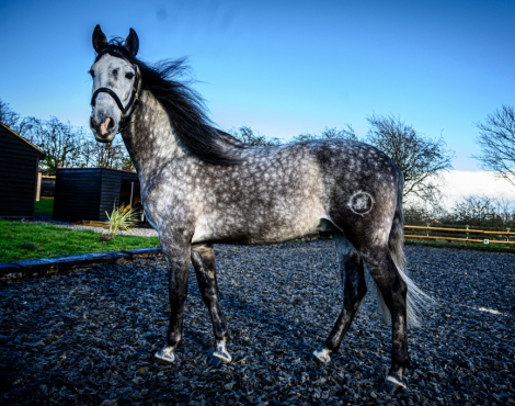 HorseID: 2311169 MONACO DE AIMARAN - PhotoID: 1095985