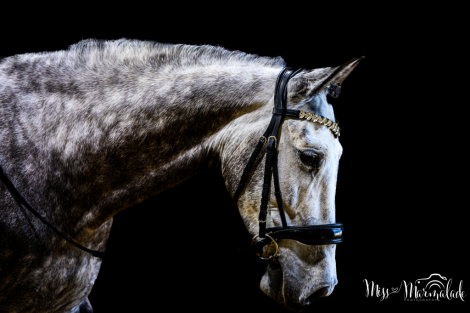 HorseID: 2311169 MONACO DE AIMARAN - PhotoID: 1095987