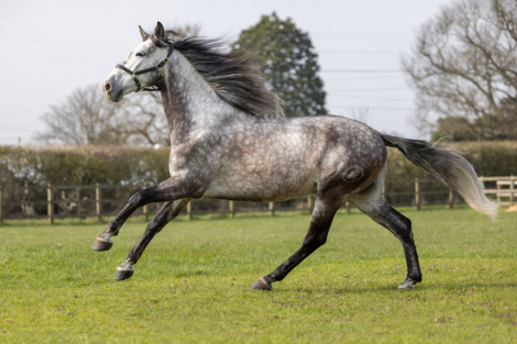 HorseID: 2311169 MONACO DE AIMARAN - PhotoID: 1095988