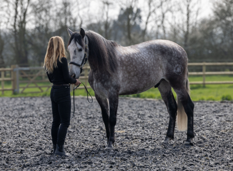 HorseID: 2311169 MONACO DE AIMARAN - PhotoID: 1095989