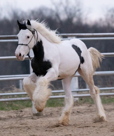 HorseID: 2311170 OG’s Medicine Man - PhotoID: 1095981