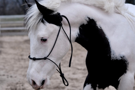 HorseID: 2311170 OG’s Medicine Man - PhotoID: 1095982