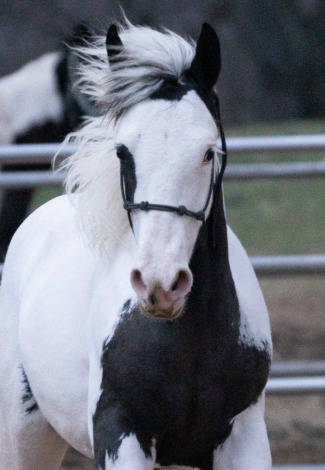 HorseID: 2311170 OG’s Medicine Man - PhotoID: 1095983