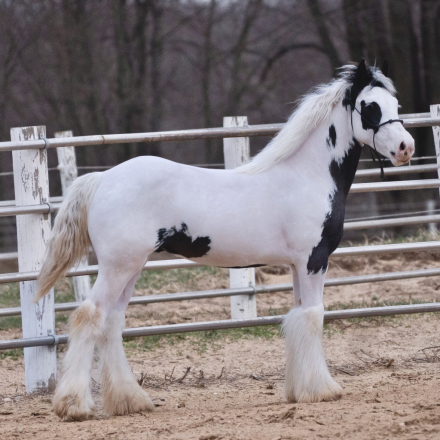 HorseID: 2311170 OG’s Medicine Man - PhotoID: 1095984