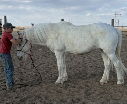 HorseID: 2311171 Pearl - PhotoID: 1095991