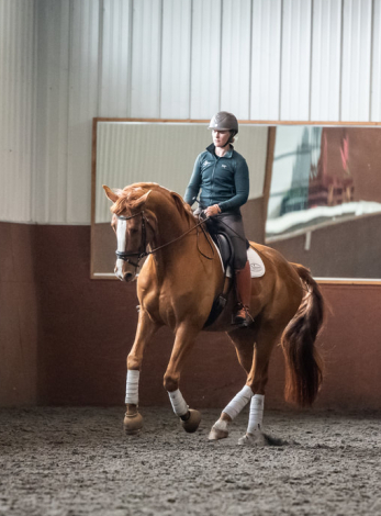 HorseID: 2311174 Time Square - PhotoID: 1095993