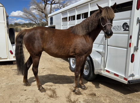 HorseID: 2311175 BAR NON SWINGIN JITTERBUG - PhotoID: 1095995