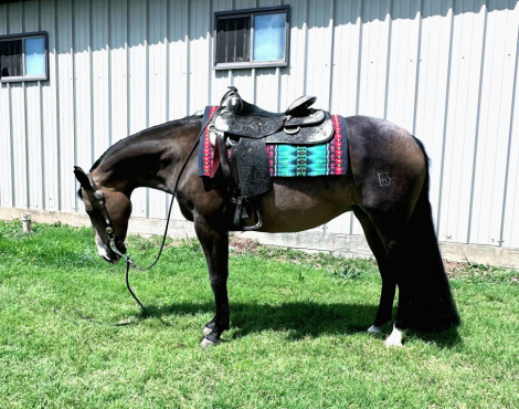 HorseID: 2311176 HS Classy Whiz - PhotoID: 1095994