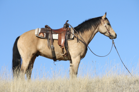 HorseID: 2311178 Pep In My Sail - PhotoID: 1095996