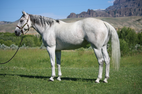 HorseID: 2311180 Theroostersgottagun - PhotoID: 1096000