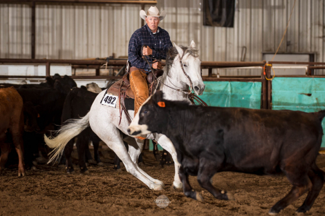 HorseID: 2311180 Theroostersgottagun - PhotoID: 1096001