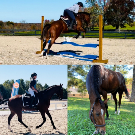 HorseID: 2311190 Whiskey - PhotoID: 1096011