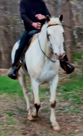 HorseID: 2311191 Snow - PhotoID: 1096012