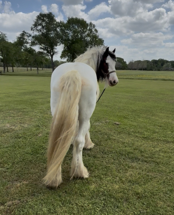 HorseID: 2311192 Riverstone Big Blue Sky - PhotoID: 1096014