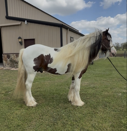 HorseID: 2311192 Riverstone Big Blue Sky - PhotoID: 1096015