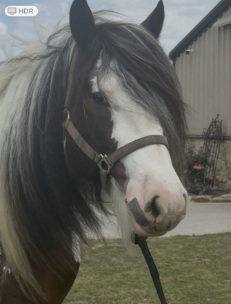 HorseID: 2311192 Riverstone Big Blue Sky - PhotoID: 1096016