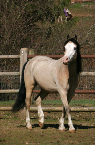 HorseID: 2311193 Eochaid Tir Tairngire - PhotoID: 1096202