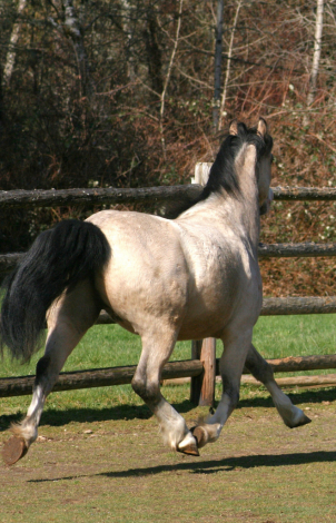 HorseID: 2311193 Eochaid Tir Tairngire - PhotoID: 1096203