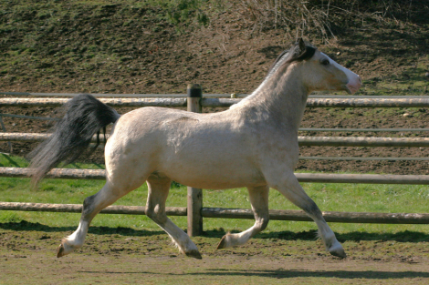 HorseID: 2311193 Eochaid Tir Tairngire - PhotoID: 1096204