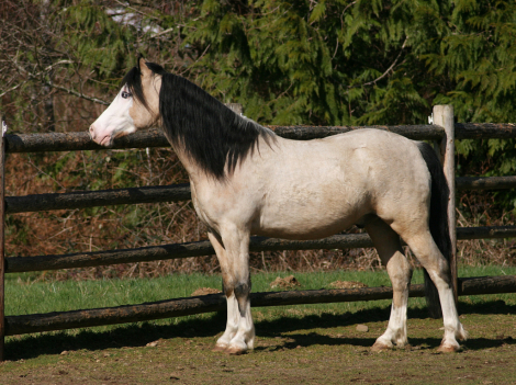 HorseID: 2311193 Eochaid Tir Tairngire - PhotoID: 1096205