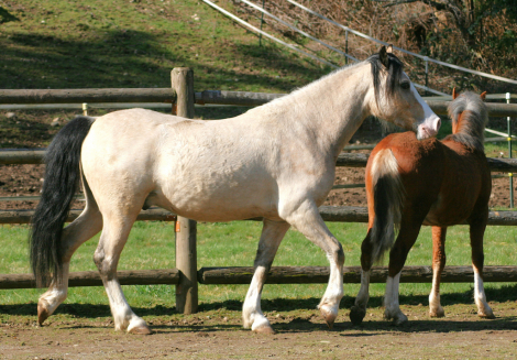 HorseID: 2311193 Eochaid Tir Tairngire - PhotoID: 1096206