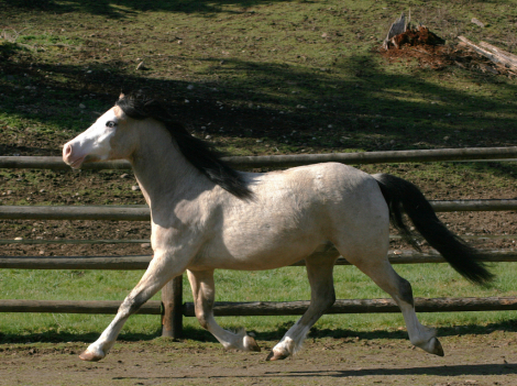 HorseID: 2311193 Eochaid Tir Tairngire - PhotoID: 1096207