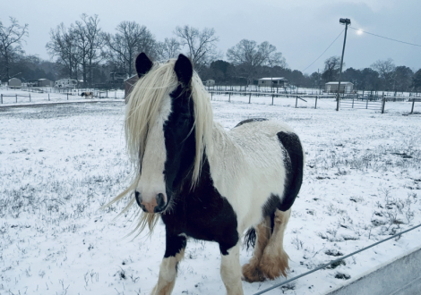 HorseID: 2311195 Elizabeth Springs Chief - PhotoID: 1096017